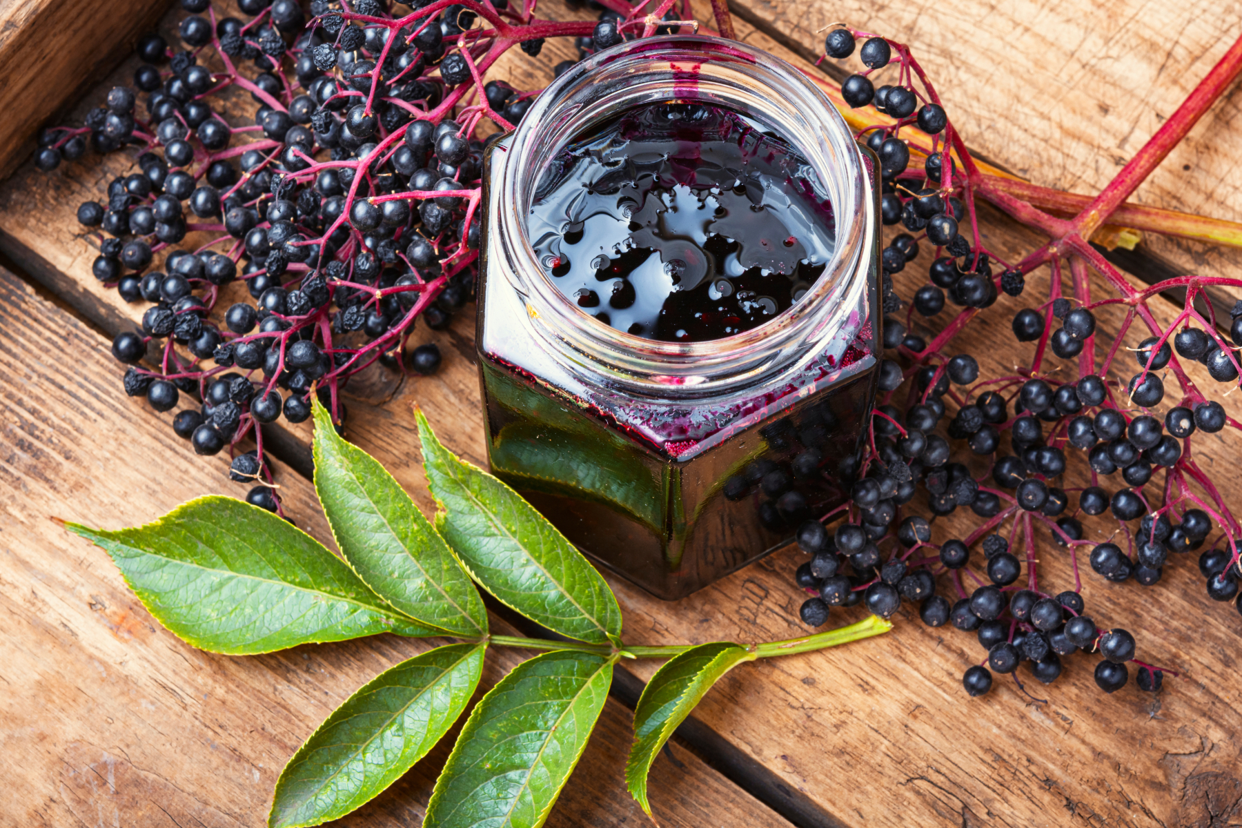 Elderberry Offers Edible and Medicinal Benefits